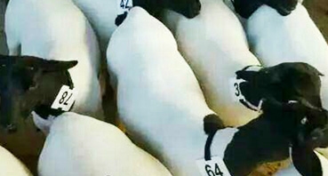 如何加工牛羊飼料？